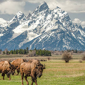 Bison Encounter, Grand Tetons by Marcy Wielfaert