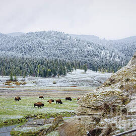 Bison Grazing by Soda Butte in Yellowstone NP by Natural Focal Point Photography