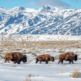 Bison March, Vertical by Marcy Wielfaert