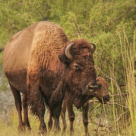 Bison Mother and Calf by Nancy Gleason