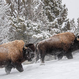 Bison Roaming in Snowy Landscape by Marcy Wielfaert