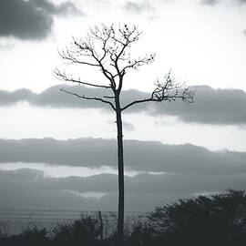 Bitter Desolation by Gian Smith