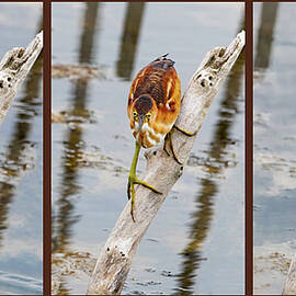 Bittern Least 7-8-9A by Sally Fuller