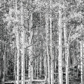Black and White Aspen Forest by Rebecca Herranen