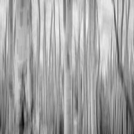 Black and White Aspen Grove on Sangre de Cristo Mountain in Santa Fe New Mexico by Rebecca Herranen