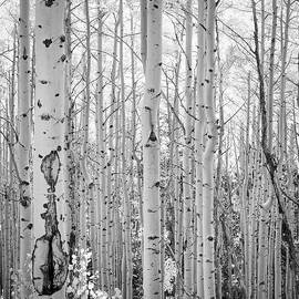 Black and White Aspen Grove by Rebecca Herranen