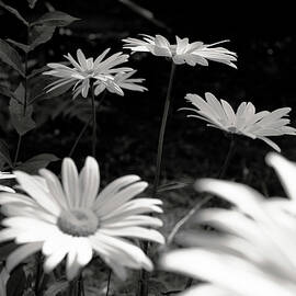 Black and White Daisies by Vi Ray