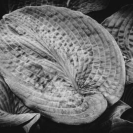 Black and white Large leaf by Louis Dallara