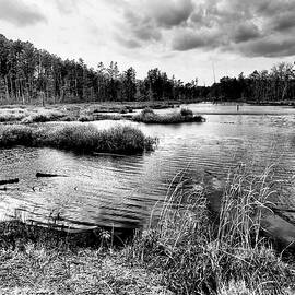 Black and white Pine lands landscape by Louis Dallara