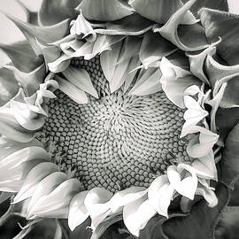 Black and White Sunflower Macro by Rebecca Herranen