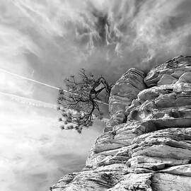 Black and White Tenacity by Joe Schofield