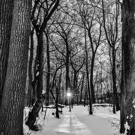 Black And White Winter Sunrise In The Forest by Dan Sproul