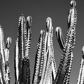 Black Arizona - Cactus Top by Philippe HUGONNARD