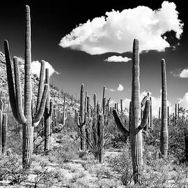 Black Arizona Series - Cactus Forest by Philippe HUGONNARD