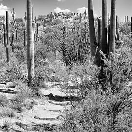 Black Arizona Series - Path through Cacti by Philippe HUGONNARD
