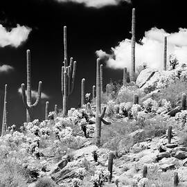 Black Arizona Series - Saguaro Cactus Hill by Philippe HUGONNARD