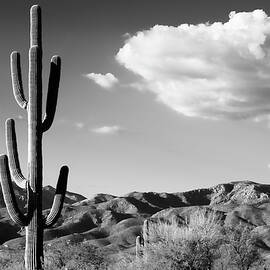 Black Arizona Series - Saguaro Cactus Sunrise by Philippe HUGONNARD