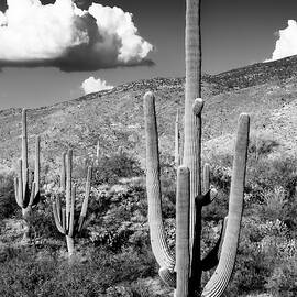 Black Arizona Series - Saguaro Cactus Valley by Philippe HUGONNARD