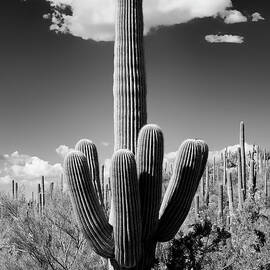 Black Arizona Series - The Saguaro Cactus by Philippe HUGONNARD