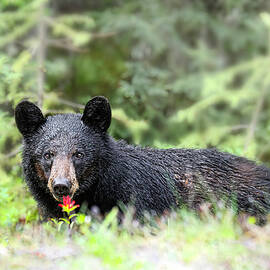 Black Bear 4B by Sally Fuller