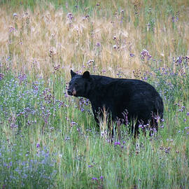Black Bear in Field of Flowers by Mary Lee Dereske