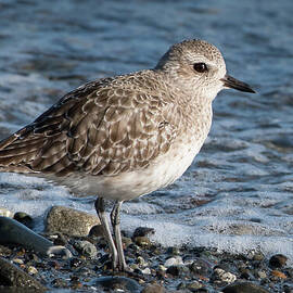 Black-bellied Plover Winter Plumage Portrait by Nancy Gleason