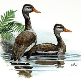 Black-bellied Whistling Duck by Don Balke