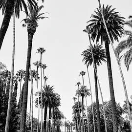 Black California - Beverly Hills Palm Alley II by Philippe HUGONNARD
