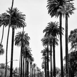 Black California Series - Beverly Hills Palm Alley by Philippe HUGONNARD