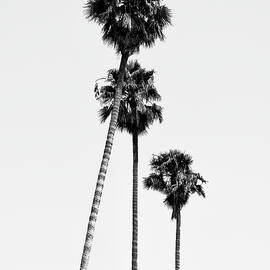 Black California Series - Hollywood Palm Trees by Philippe HUGONNARD