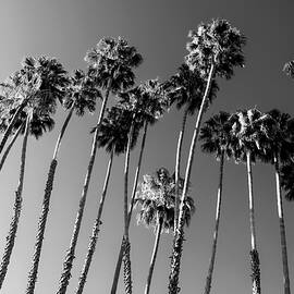 Black California Series - Palm Trees Family by Philippe HUGONNARD