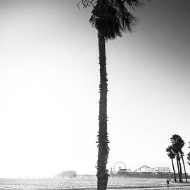Black California Series - Santa Monica Palm Tree by Philippe HUGONNARD