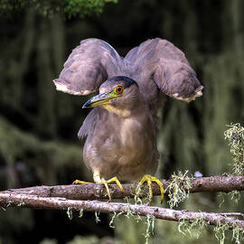 Black-capped Night Heron, Wing-flexing by Joe Fisher