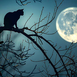Black Cat Under A Full Moon by Printed View