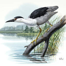 Black-crowned Night Heron by Don Balke