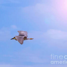 Black-crowned Night-Heron  by Shirley Dutchkowski