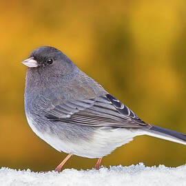 Black Eyed Junco by Susan Candelario