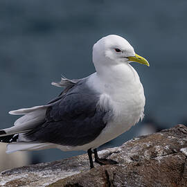 Black-Legged Kittiwake by Shirley Mitchell