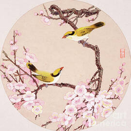 Black-naped Orioles by Sun Chuanzhe