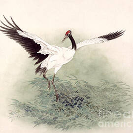 Black-necked Crane by Zhan Gengxi
