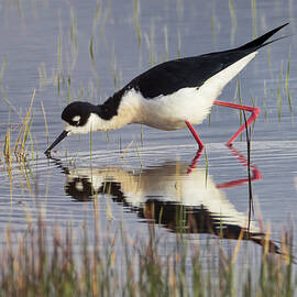 Black Necked Stilt at the Fleming Unit - Lassen County California by Mike Lee