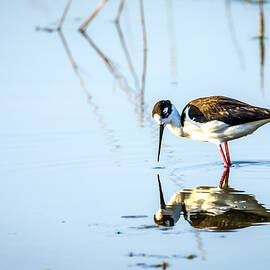 Black - Necked Stilt Reflecting by Debra Martz
