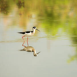 Black-necked Stilt Reflection on The Wetlands by Debra Martz
