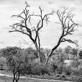 Black Savanna Series - Bald Tree by Philippe HUGONNARD