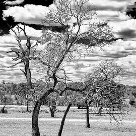 Black Savanna Series - Withered Tree by Philippe HUGONNARD