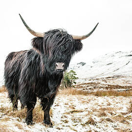 Black Scottish Highland Cow by Grant Glendinning