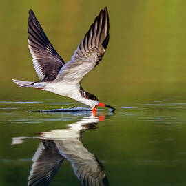 Black Skimmer by Susan Candelario