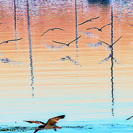 Black Skimmers by Bruce Block
