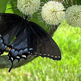 Black Swallowtail at Lunch by Catherine Wilson