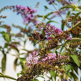 black swallowtail on a bush by Flees Photos